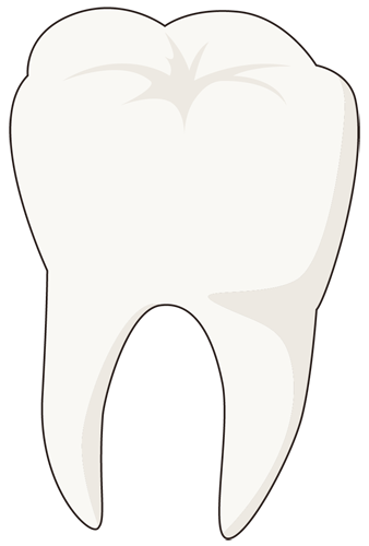 歯科模型（歯型）