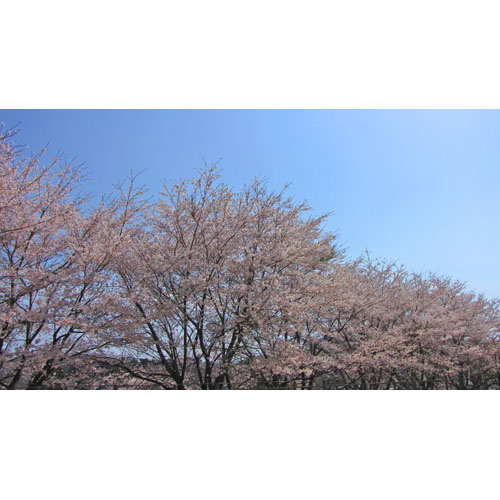 植物 桜
