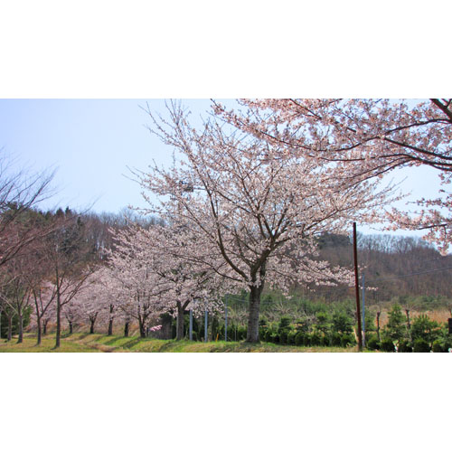 植物 桜