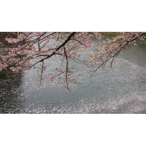 風景 桜
