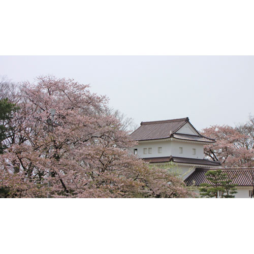 風景 桜